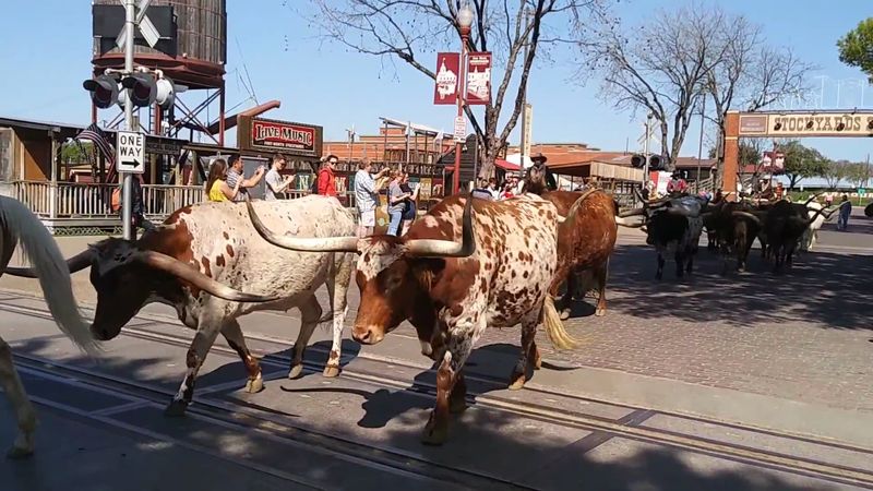 Longhorns Get The Right Of Way Here, Twice A Day
