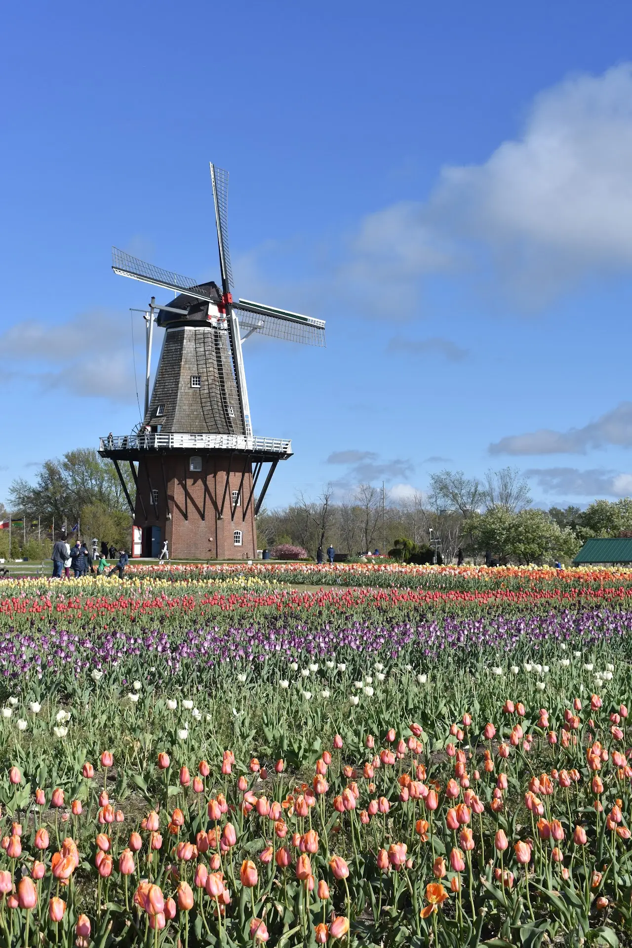 The Dutch Roots Run Deeper Than You'd Guess