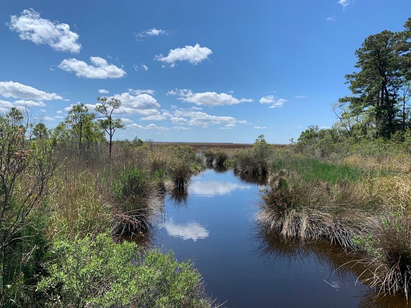 Coastal Woods With a Surprise: Nags Head Woods Preserve - Kill Devil Hills, Dare County,