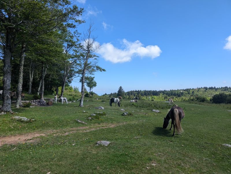 Start at Massie Gap for the Pony Country Experience