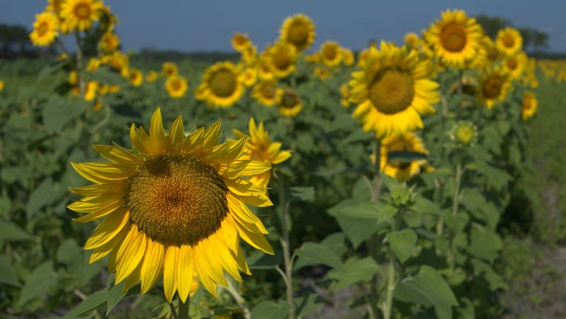 Wesley Wells Farms