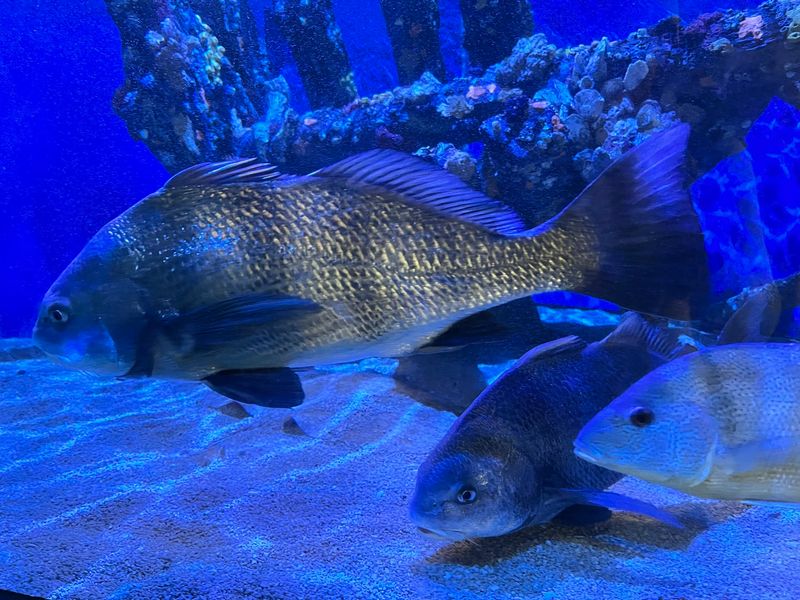 Touch Tank Manners Make Everyone Safer