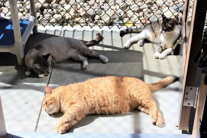 Why This Purr-Filled Detour Earns A Spot On Your Weekend List