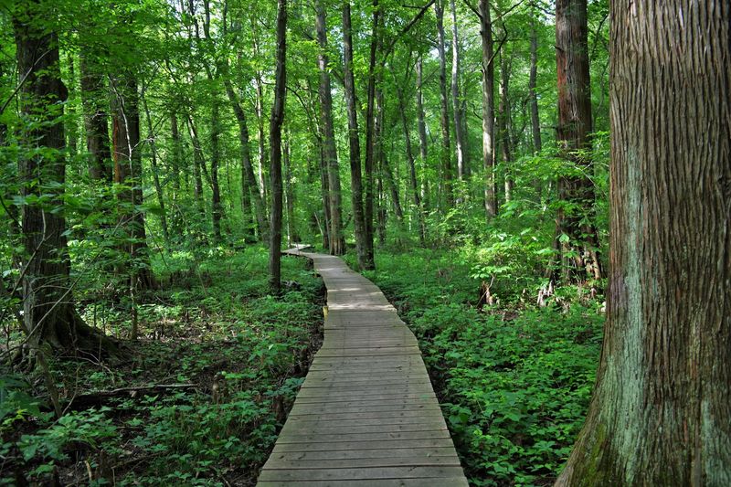 Why This Little Swamp Deserves a Spot on Your Weekend List