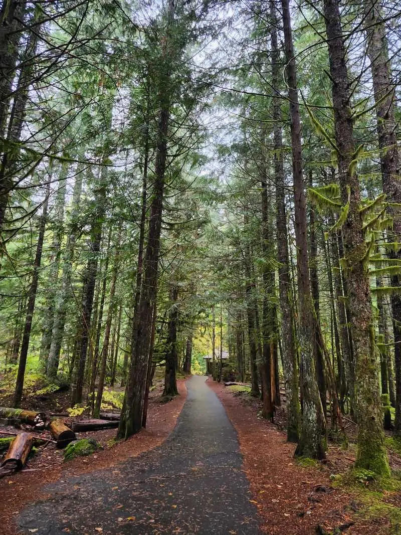 The Forest Walk Back Is A Reward Of Its Own