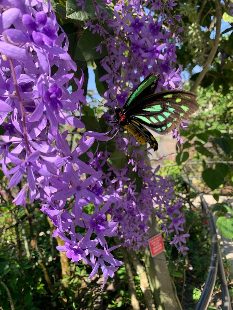 Orchids Steal Scenes Even In A Room Full Of Wings