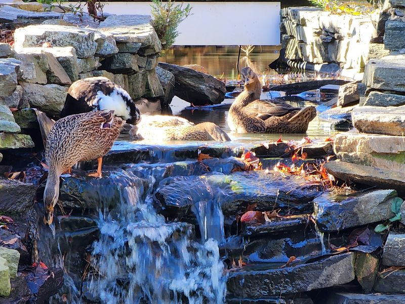 Ducks, A Gazebo, And Benches Give Everyone A Breather