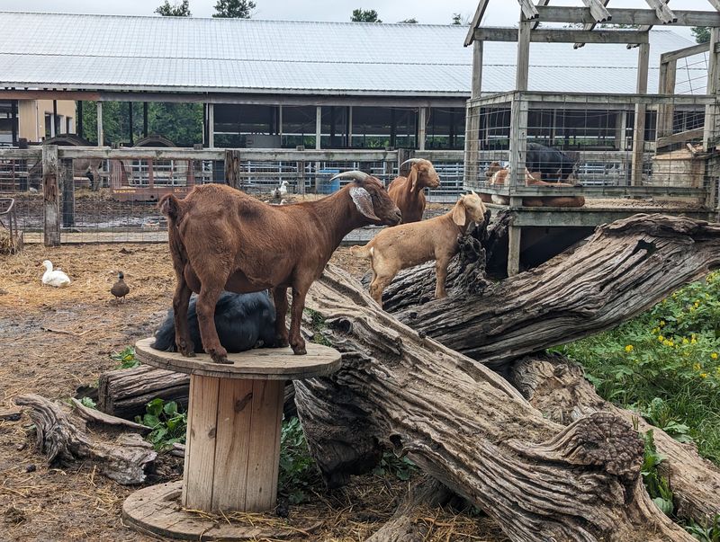 Goats, Donkeys, And Geese Will Happily Greet You