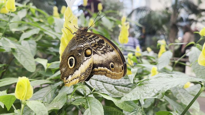 A Tropical Room Where Butterflies Treat You Like A Landing Pad