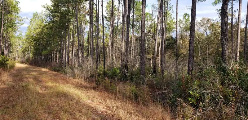 Ney Landrum State Park - Tallahassee