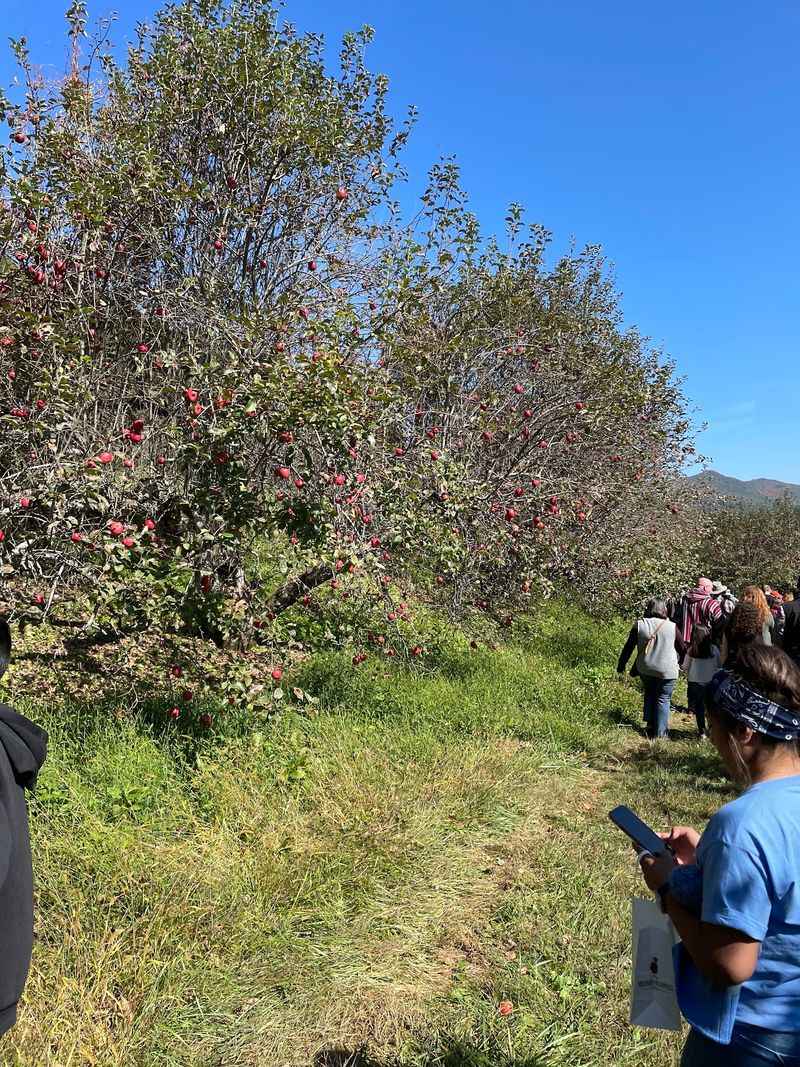 The Orchard at Altapass