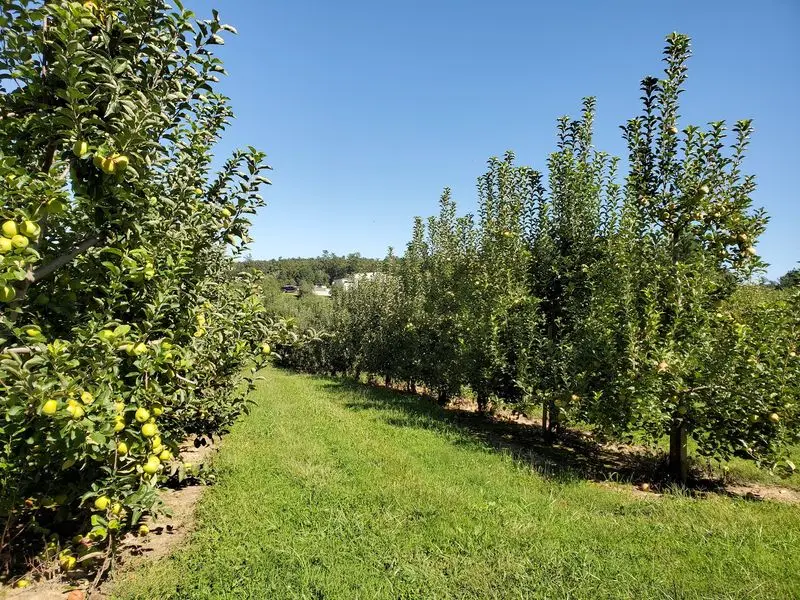 Mountain Fresh Orchard, Hendersonville