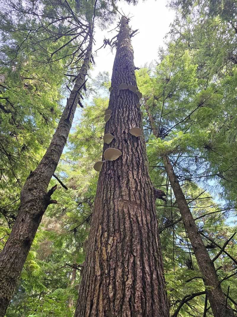 Salamanders, Snakes, And One Sneaky Weasel