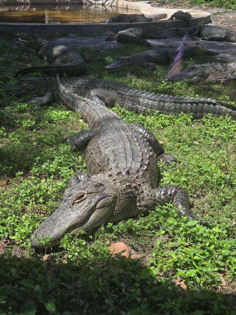 Baby Gators Wait For Snack Time At The Gator Pond