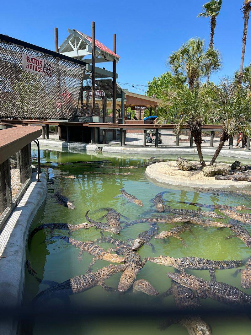 Over 100 Real Alligators Prove Dinosaurs Have Cousins Nearby