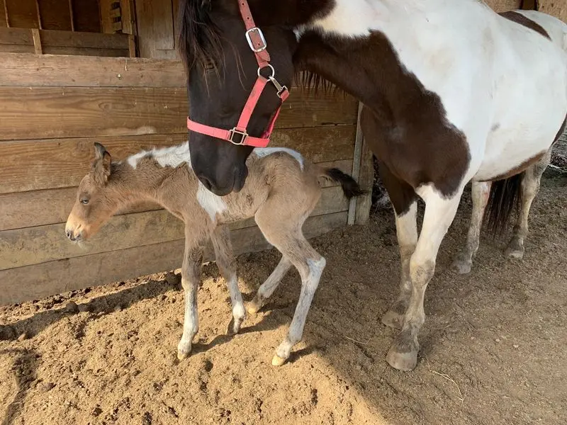 Discover the Farm's Horse Rescue Mission