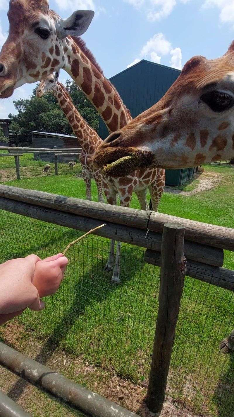 Your Kids Will Be Eye To Eye With A Very Tall, Very Hungry Friend