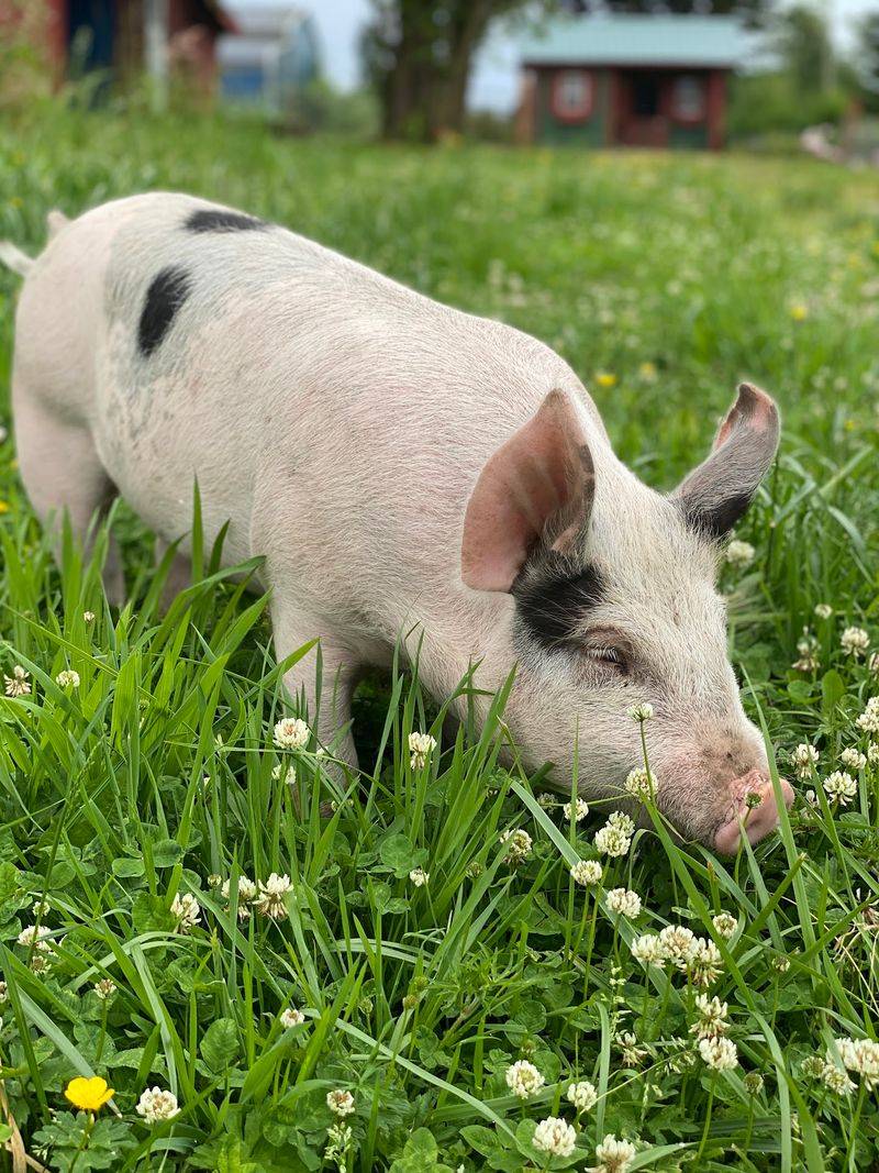 The Washington Farm Where Pigs Finally Get To Retire