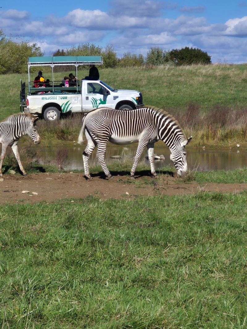 Trade the Family Car for a Guided Safari Ride