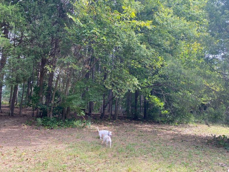 Your Dog Deserves A Day Out Too