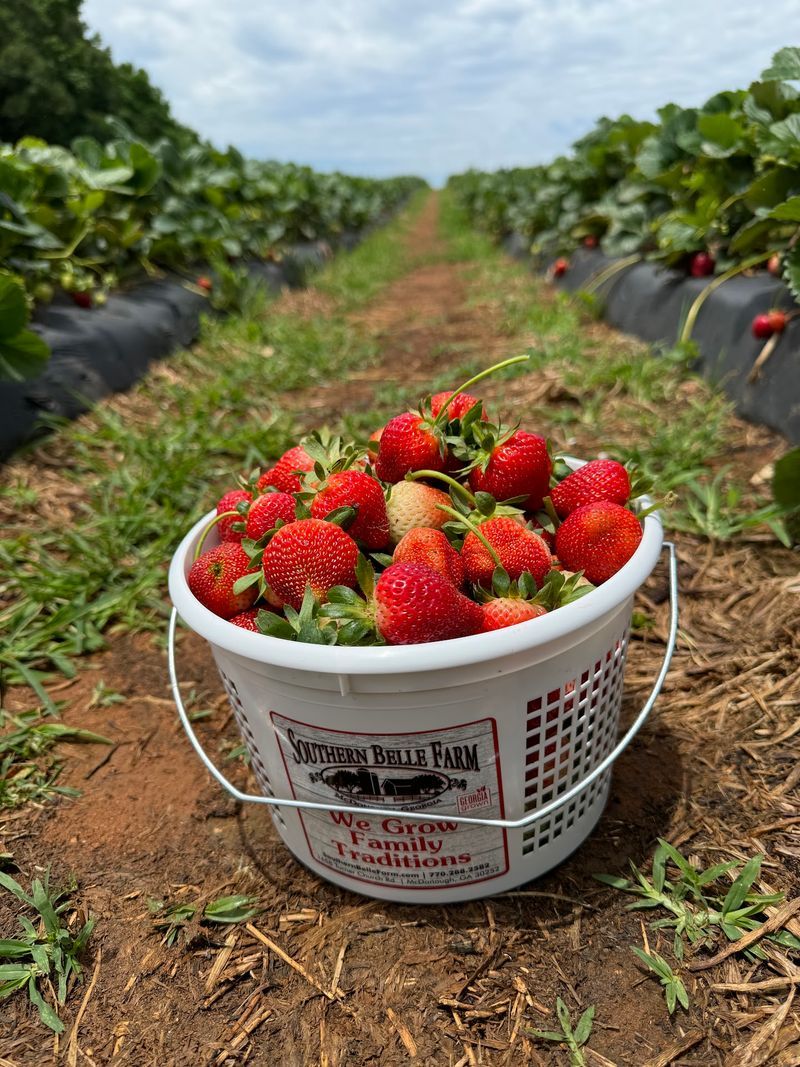 Strawberries, Peaches, And Muscadines Keep The Picking Going