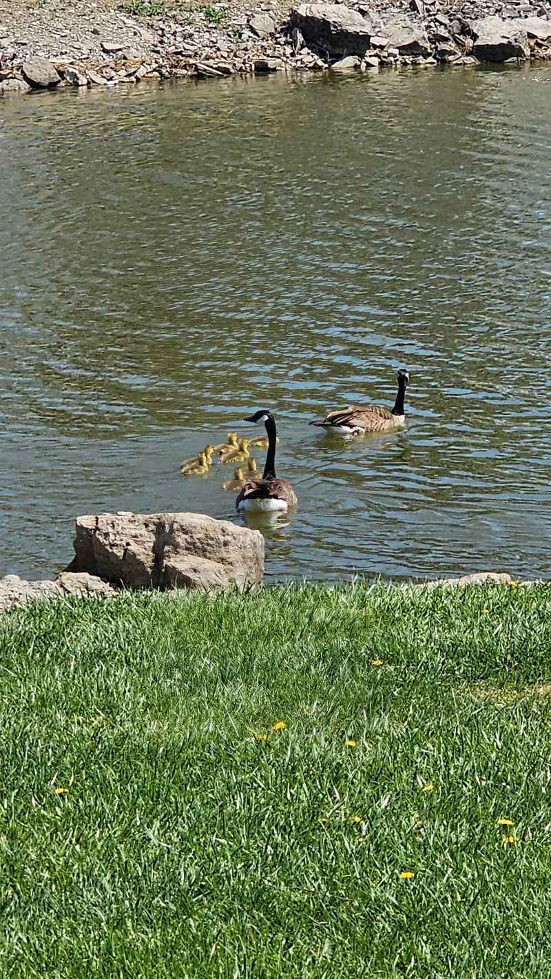 Bald Eagles And Herons Treat The Lake Like A Rest Stop