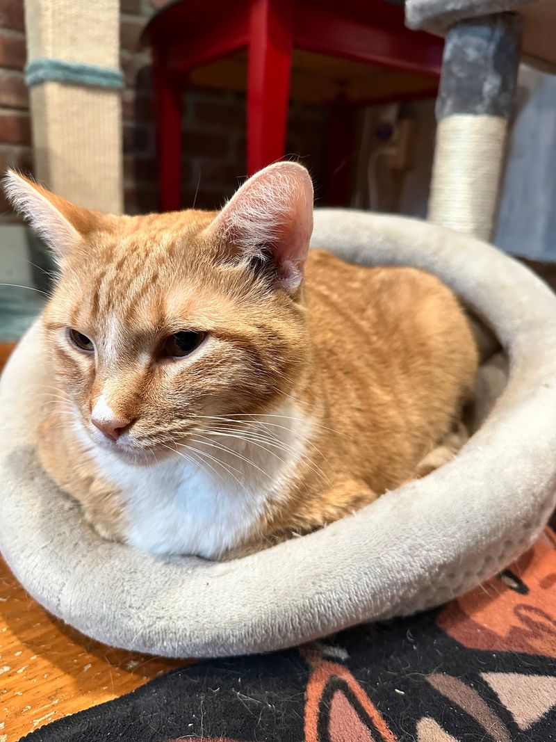 A Little Planning Leaves More Time for Purrs