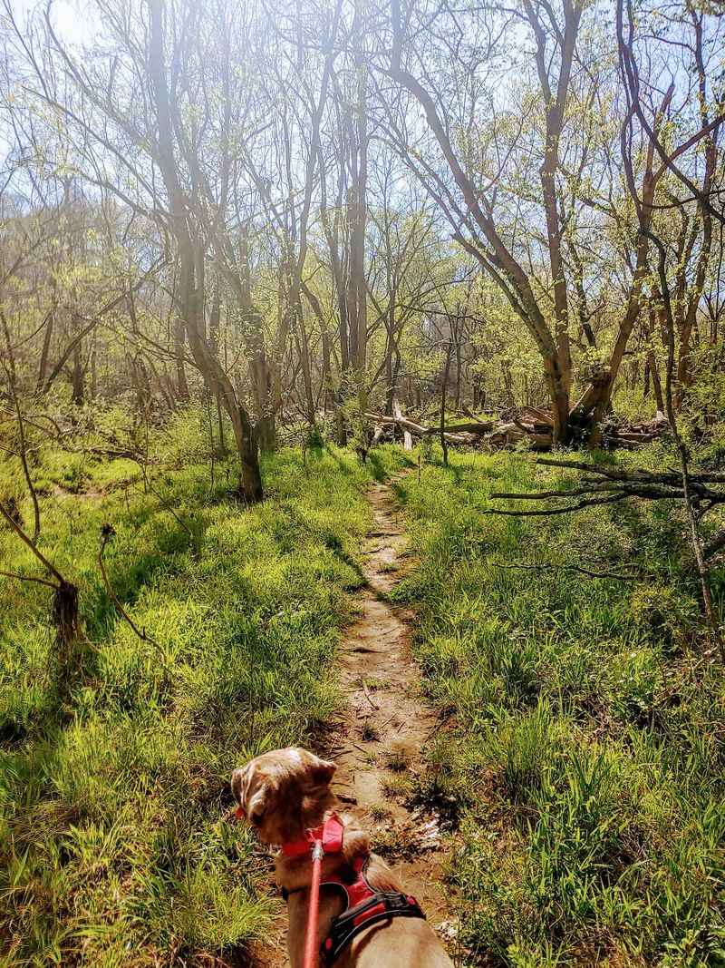 Faith Rock Trail - Franklinville, Randolph County,