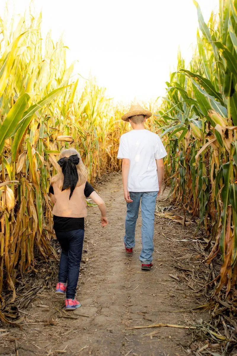 The Maize At Little Darby Creek