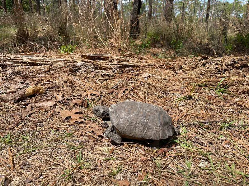 Wekiwa Springs State Park - Apopka