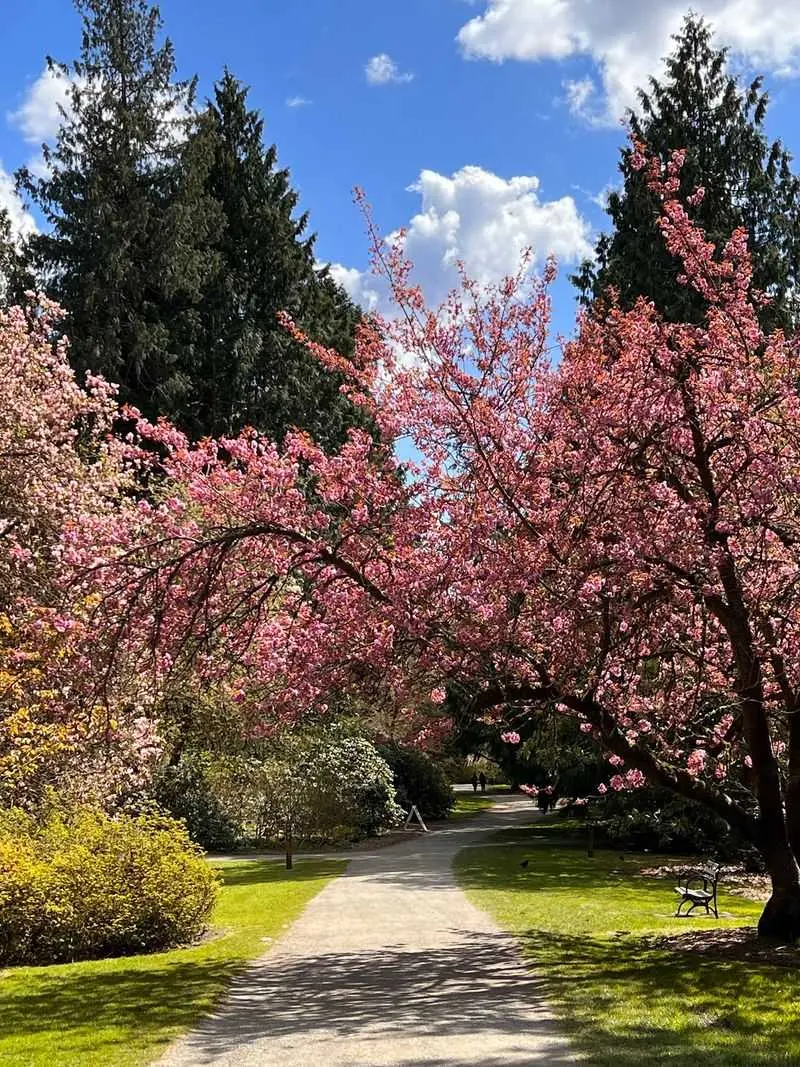Cherry Blossoms, Azaleas, And A Spring Color Explosion