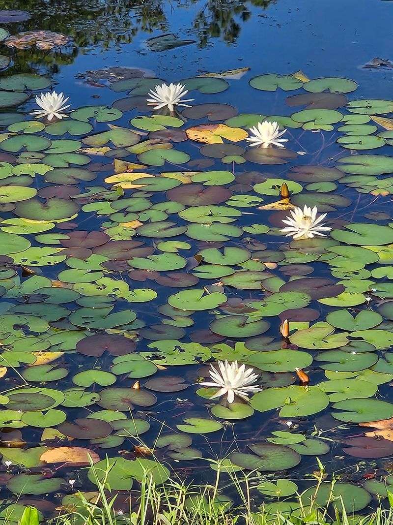 Keep An Eye Out For Beavers, Hawks, And Hungry Plants