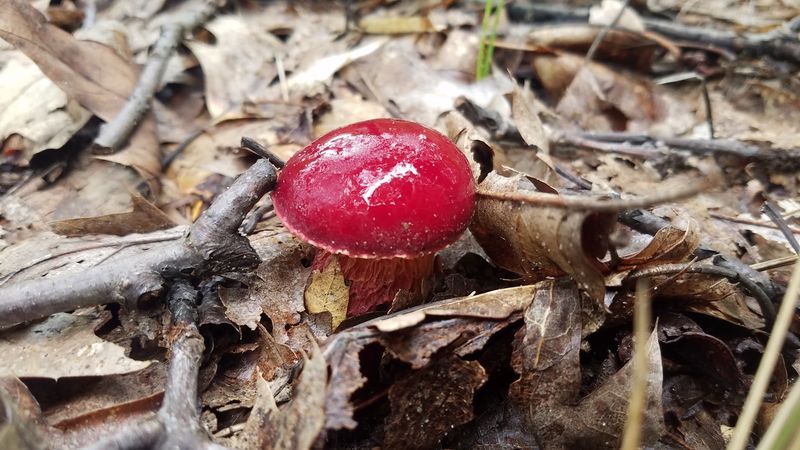 Tiny Forest Finds Worth Slowing Down For