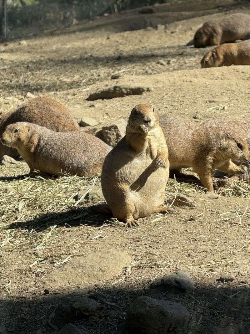 Explore A Zoo With More Than A Century Of History