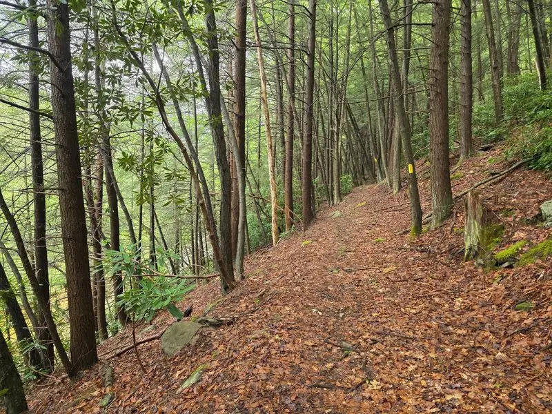 Notice the Changing Woods on Allegheny Front Trail