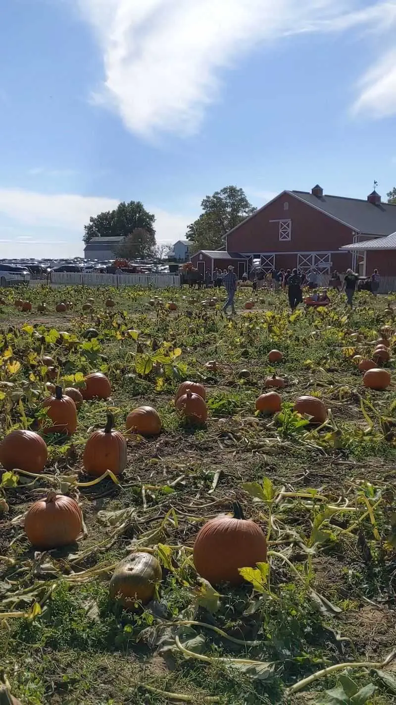 Ramseyer Farms