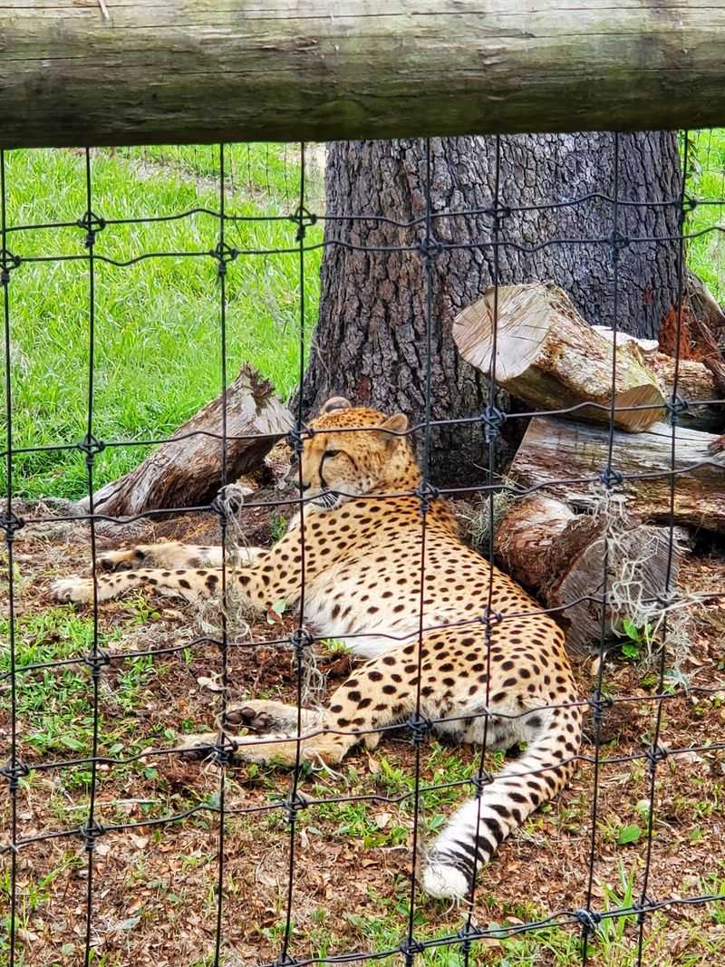 Seventy Species Make This Ranch Feel Like Several Continents At Once
