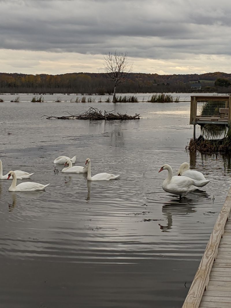 Birds Turn the Marsh Into a Moving Show