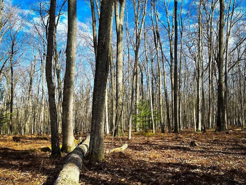 Follow the Quiet Along Bucktail Path