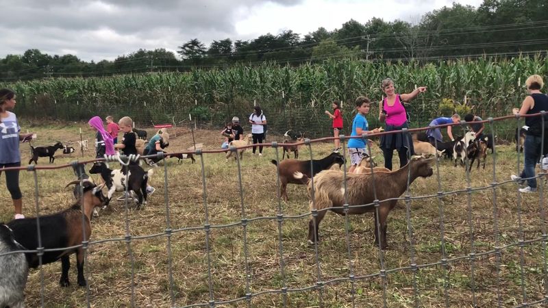 From Corn Rows to Curious Animals