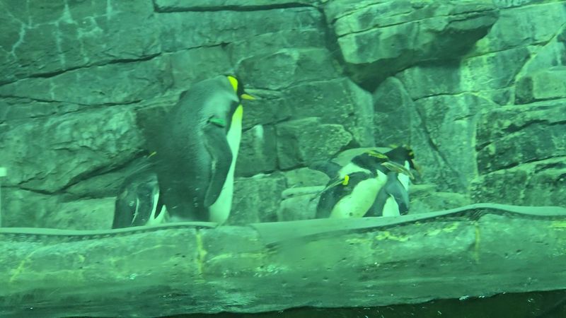 Funnel Fries Might Become Your New Aquarium Tradition