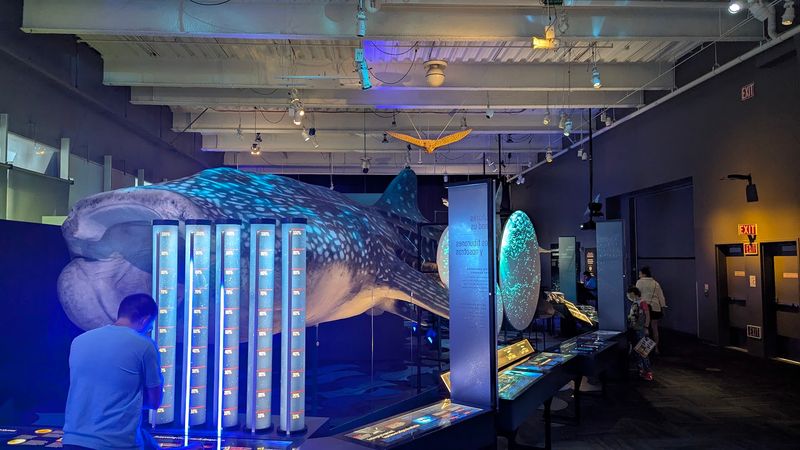 Sharks Swim Across A Giant Screen In 3D