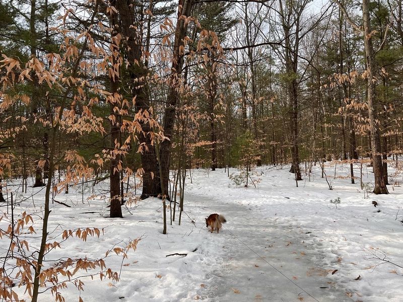 Winter Footsteps in a Quieter Landscape