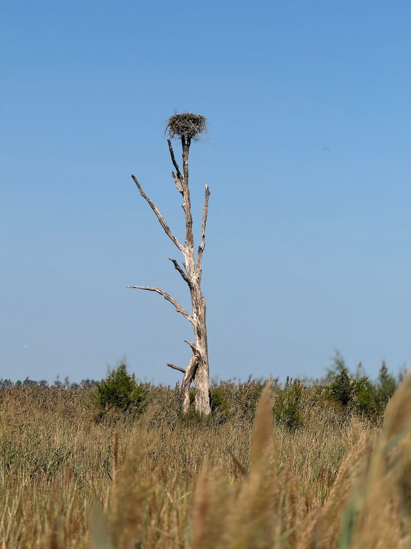 Watch The Seasons Change Around The Marsh