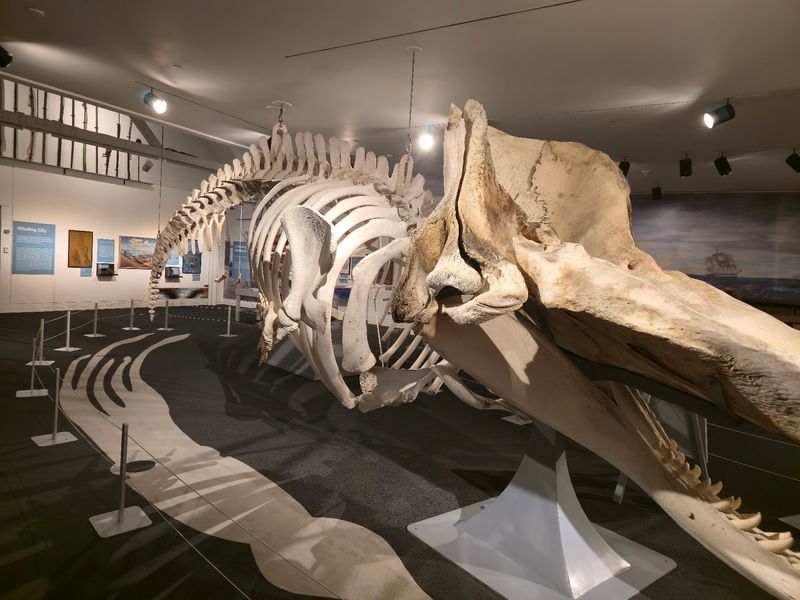 Crawl Inside A 43-Foot Whale Without Getting Wet