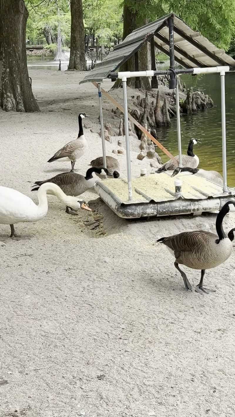 The Swans Have Plenty Of Feathered Neighbors