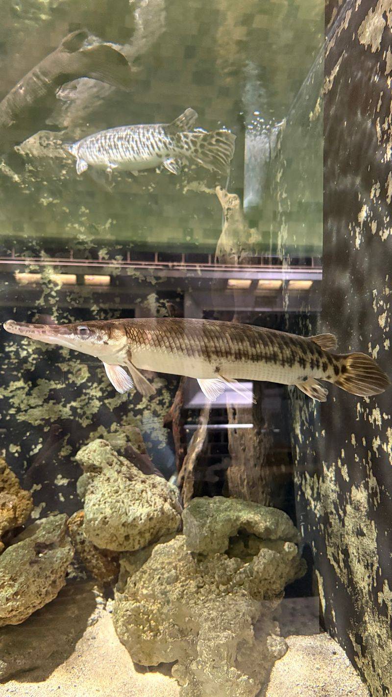 Meet the Aquarium's Gar