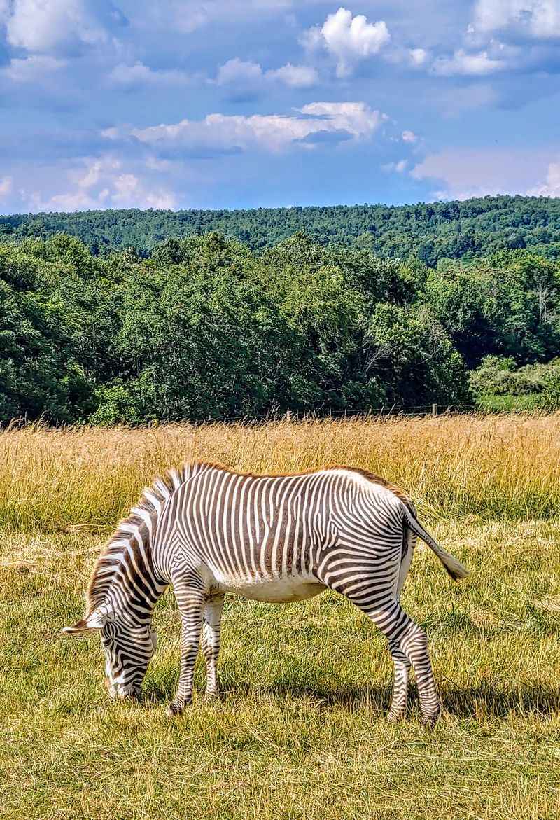 Make Zebra Spotting a Family Game
