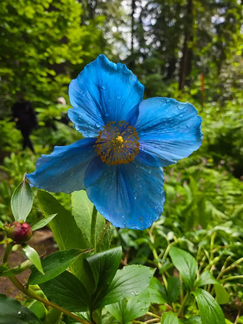 Blue Poppies Steal The Spotlight Each May