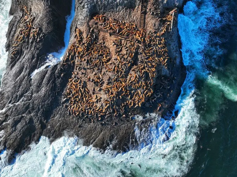 Elk Herds, Sea Lions, And Other Locals Worth Spotting